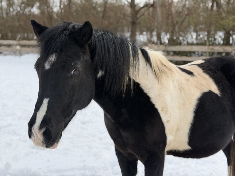 Cob Irlandese / Tinker / Gypsy Vanner Mix Giumenta 17 Anni 135 cm Pezzato in Ulm