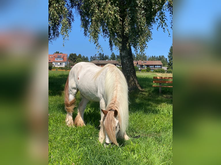 Cob Irlandese / Tinker / Gypsy Vanner Giumenta 17 Anni 148 cm Pezzato in Sankt Peter Cob Irlandese / Tinker / Gypsy Vanner Giumenta 17 Anni 148 cm Pezzato in Sankt Peter
