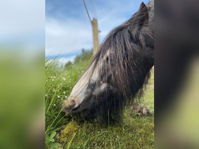 Cob Irlandese / Tinker / Gypsy Vanner Giumenta 18 Anni 140 cm Roano blu in Dassow