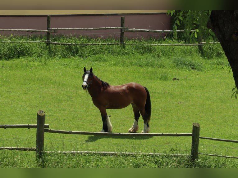 Cob Irlandese / Tinker / Gypsy Vanner Giumenta 18 Anni 155 cm Baio in Weissach im Tal