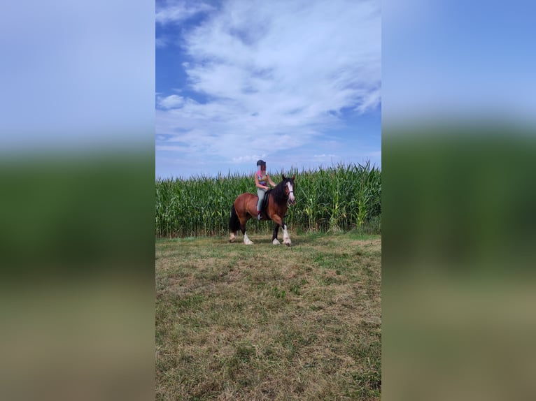 Cob Irlandese / Tinker / Gypsy Vanner Giumenta 18 Anni 155 cm Baio in Weissach im Tal