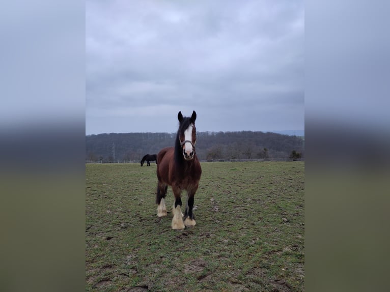 Cob Irlandese / Tinker / Gypsy Vanner Giumenta 18 Anni 155 cm Baio in Weissach im Tal