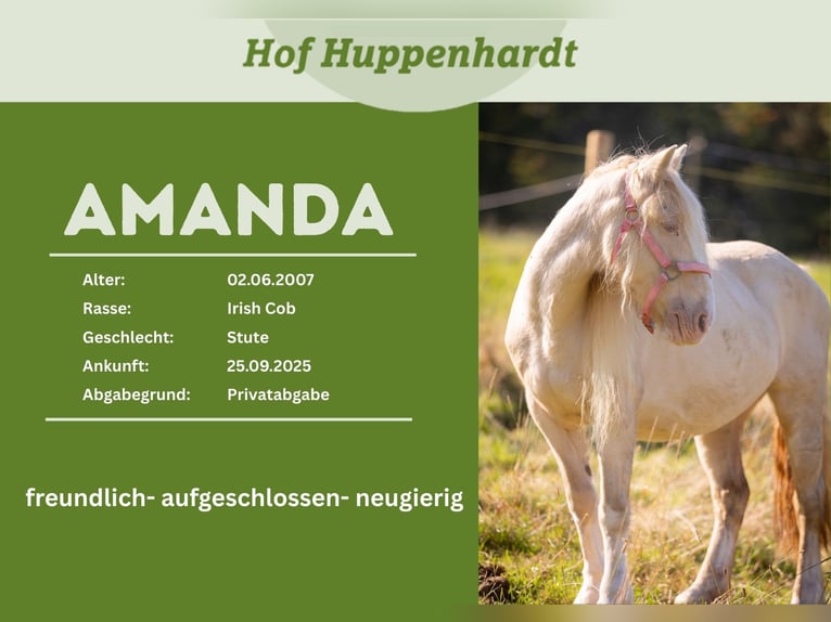 Cob Irlandese / Tinker / Gypsy Vanner Mix Giumenta 19 Anni 128 cm Cremello in Much