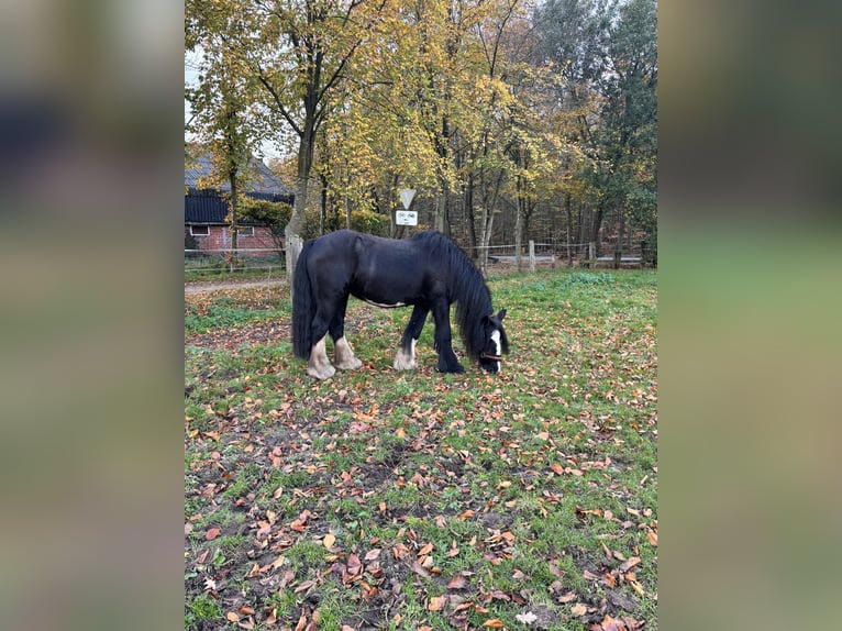 Cob Irlandese / Tinker / Gypsy Vanner Giumenta 19 Anni 140 cm Morello in Brecht