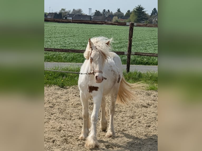 Cob Irlandese / Tinker / Gypsy Vanner Giumenta 1 Anno 120 cm Pezzato in Heinsberg
