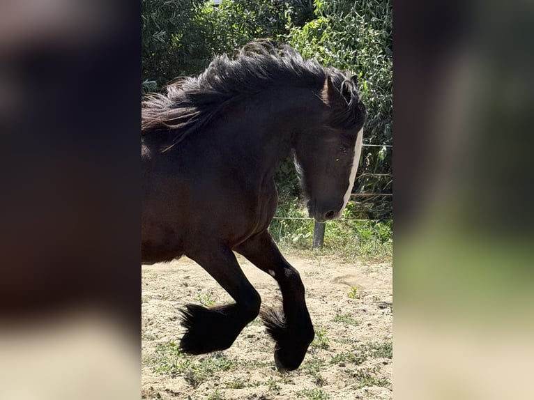 Cob Irlandese / Tinker / Gypsy Vanner Giumenta 1 Anno 140 cm Baio nero in Zwartewaal