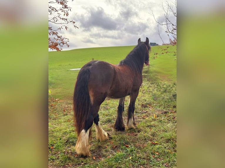 Cob Irlandese / Tinker / Gypsy Vanner Giumenta 1 Anno 142 cm Baio in Bad Neuenahr-Ahrweiler