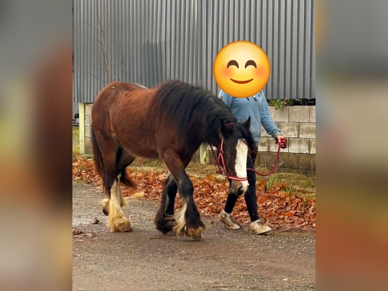 Cob Irlandese / Tinker / Gypsy Vanner Giumenta 1 Anno 142 cm Baio in Bad Neuenahr-Ahrweiler