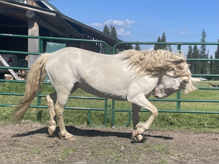 Cob Irlandese / Tinker / Gypsy Vanner Mix Giumenta 1 Anno 142 cm Pelle di daino in Newport WA