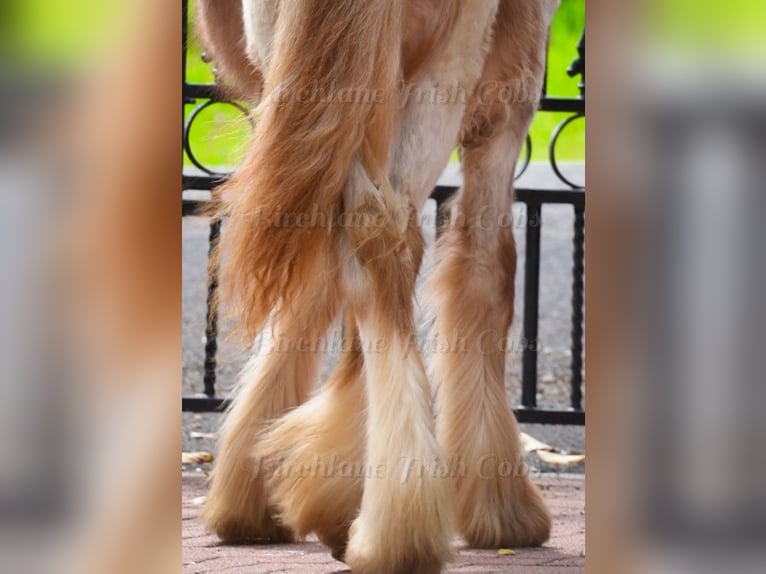 Cob Irlandese / Tinker / Gypsy Vanner Giumenta 1 Anno 150 cm Roano rosso in kerry