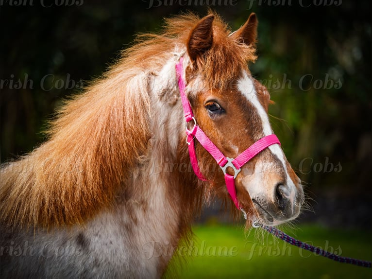 Cob Irlandese / Tinker / Gypsy Vanner Giumenta 1 Anno 150 cm Roano rosso in kerry
