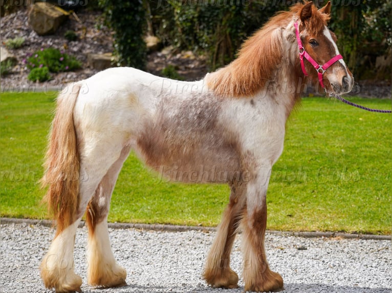 Cob Irlandese / Tinker / Gypsy Vanner Giumenta 1 Anno 150 cm Roano rosso in kerry