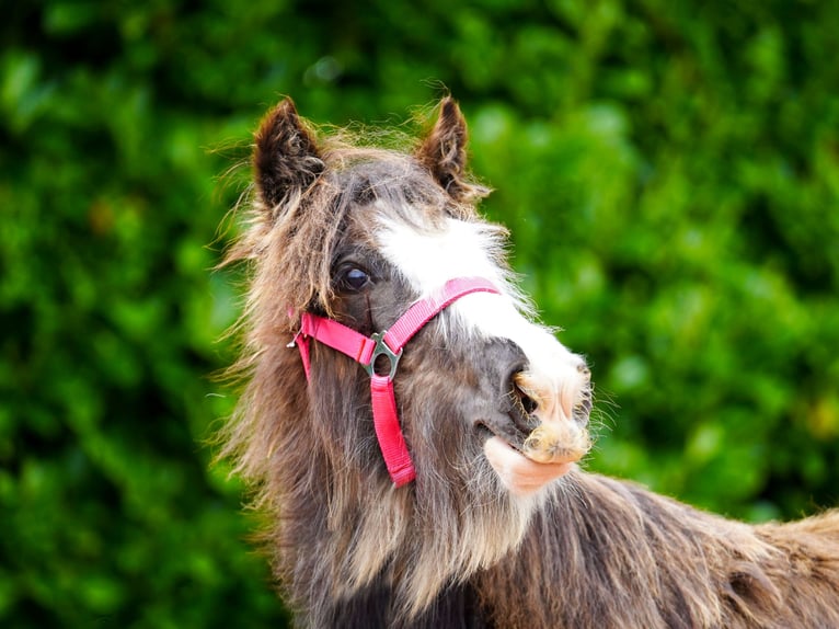 Cob Irlandese / Tinker / Gypsy Vanner Giumenta 1 Anno 151 cm  in kerry