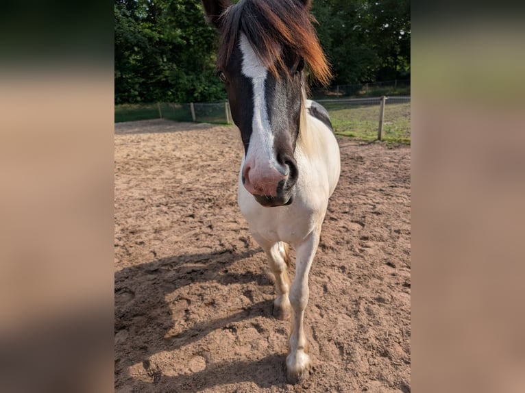 Cob Irlandese / Tinker / Gypsy Vanner Mix Giumenta 1 Anno 155 cm Pezzato in Recke