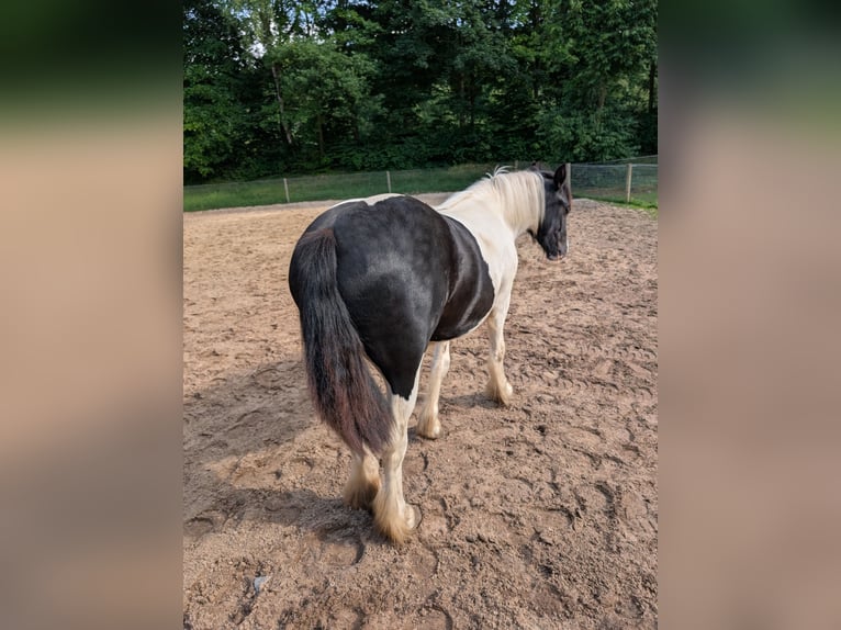 Cob Irlandese / Tinker / Gypsy Vanner Mix Giumenta 1 Anno 155 cm Pezzato in Recke