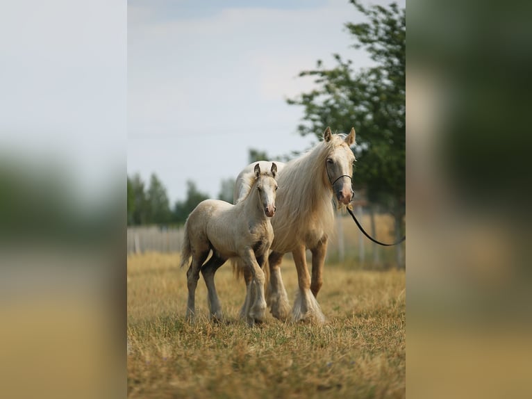 Cob Irlandese / Tinker / Gypsy Vanner Giumenta 1 Anno Palomino in Stryków