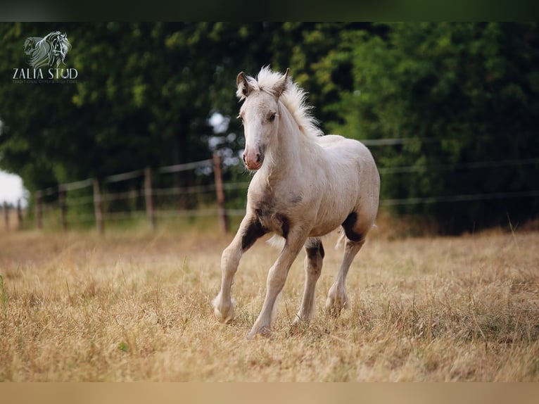 Cob Irlandese / Tinker / Gypsy Vanner Giumenta 1 Anno Palomino in Stryków