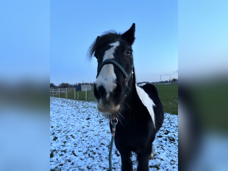 Cob Irlandese / Tinker / Gypsy Vanner Giumenta 21 Anni 152 cm Pezzato in Ressen