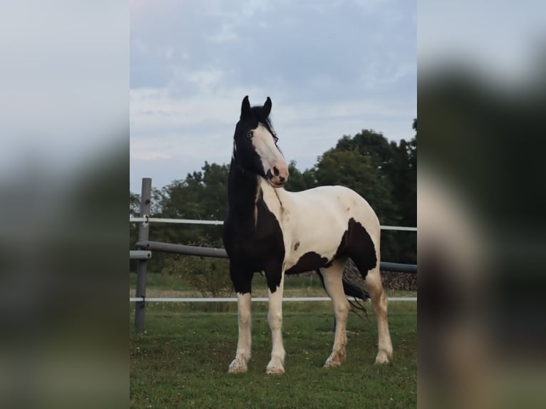 Cob Irlandese / Tinker / Gypsy Vanner Mix Giumenta 21 Anni 157 cm Pezzato in Engelhartstetten
