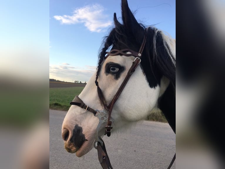 Cob Irlandese / Tinker / Gypsy Vanner Mix Giumenta 21 Anni 157 cm Pezzato in Engelhartstetten