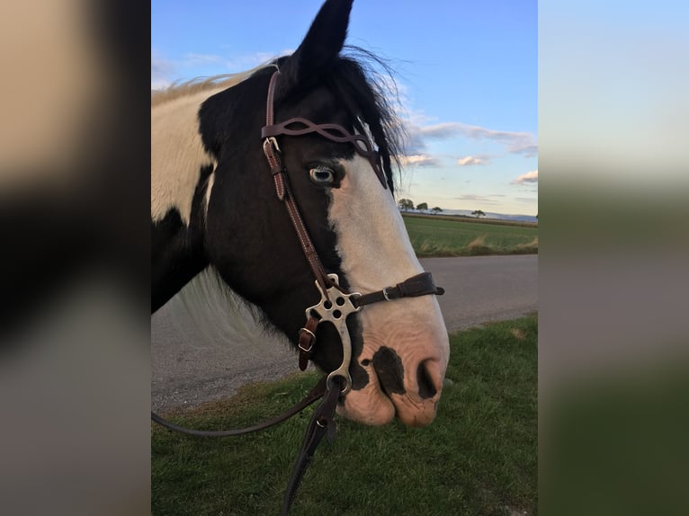Cob Irlandese / Tinker / Gypsy Vanner Mix Giumenta 21 Anni 157 cm Pezzato in Engelhartstetten
