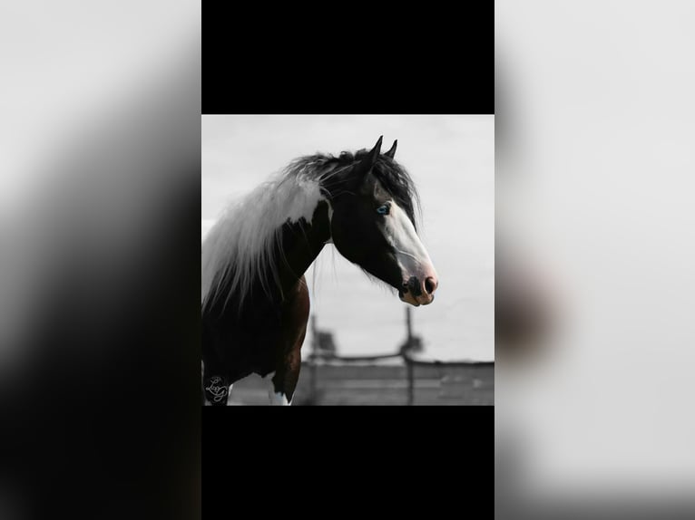 Cob Irlandese / Tinker / Gypsy Vanner Mix Giumenta 21 Anni 157 cm Pezzato in Engelhartstetten