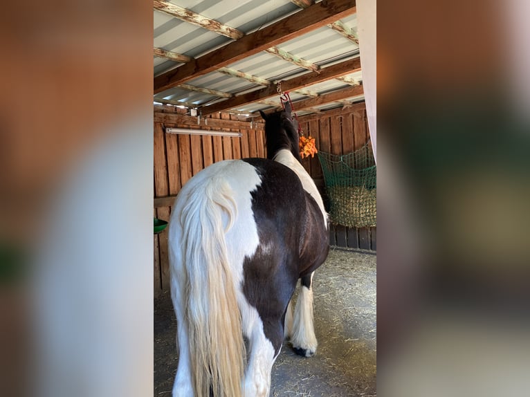 Cob Irlandese / Tinker / Gypsy Vanner Giumenta 23 Anni 150 cm Pezzato in Bergkirchen