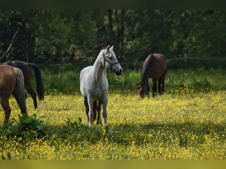 Cob Irlandese / Tinker / Gypsy Vanner Mix Giumenta 24 Anni 150 cm Grigio in LübeckLübeck