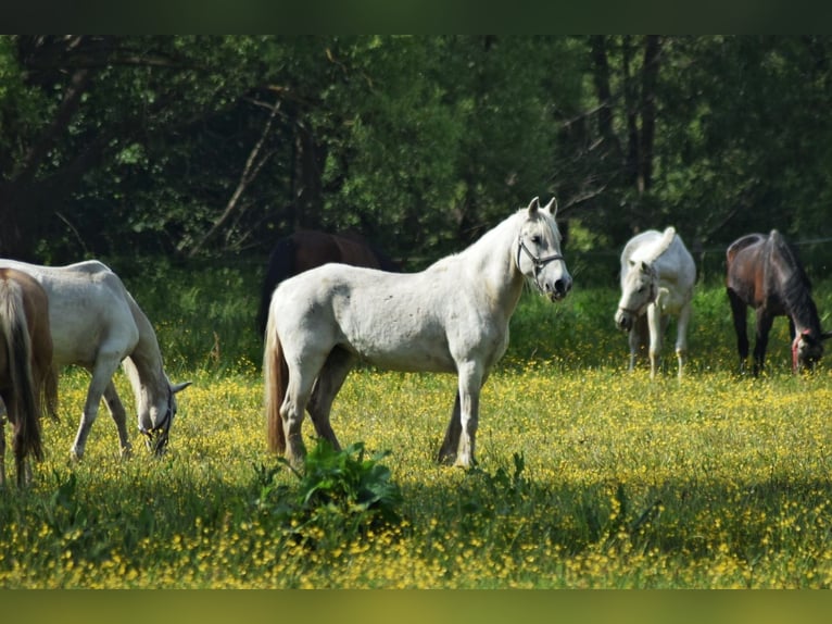 Cob Irlandese / Tinker / Gypsy Vanner Mix Giumenta 24 Anni 150 cm Grigio in LübeckLübeck