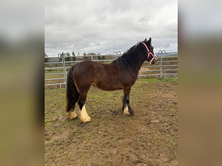 Cob Irlandese / Tinker / Gypsy Vanner Giumenta 2 Anni 142 cm Baio in Bad Neuenahr-Ahrweiler