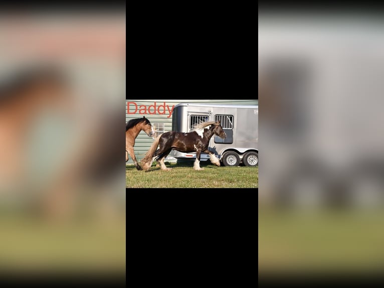 Cob Irlandese / Tinker / Gypsy Vanner Mix Giumenta 2 Anni 142 cm Tobiano-tutti i colori in Queenstown