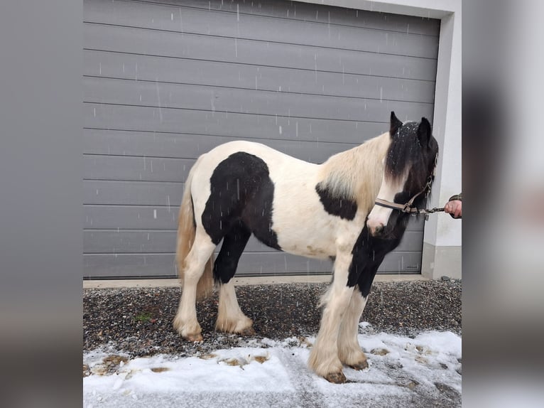 Cob Irlandese / Tinker / Gypsy Vanner Giumenta 2 Anni 150 cm Pezzato in Oberstaufen