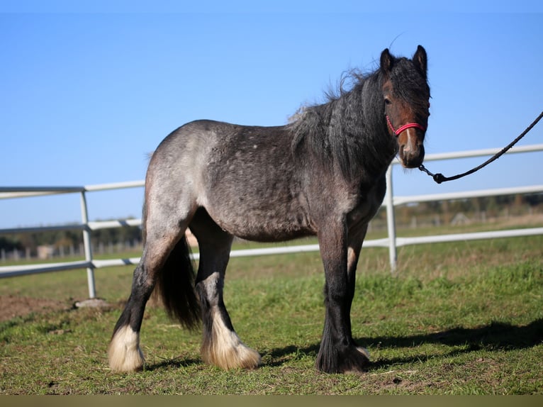 Cob Irlandese / Tinker / Gypsy Vanner Giumenta 2 Anni Baio roano in Stryków