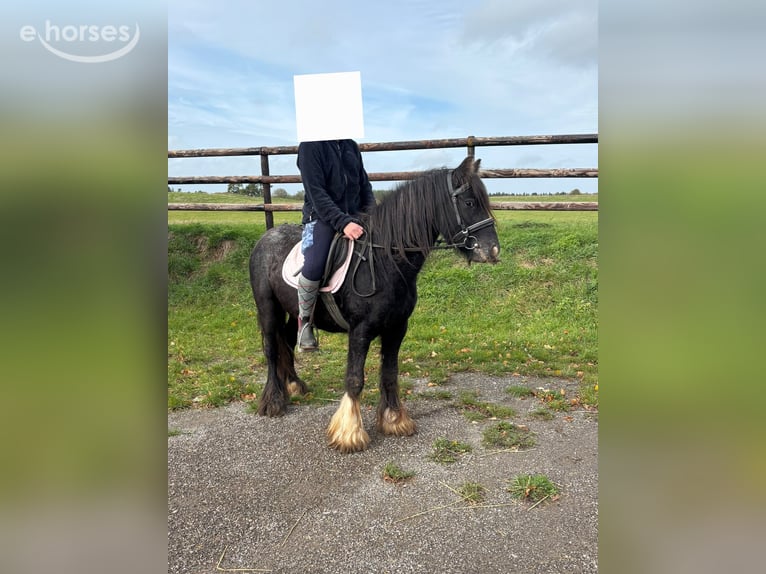 Cob Irlandese / Tinker / Gypsy Vanner Giumenta 3 Anni 125 cm Morello in Nettersheim