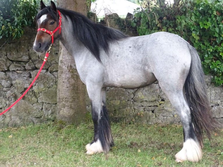 Cob Irlandese / Tinker / Gypsy Vanner Giumenta 3 Anni 130 cm Baio roano in Poland