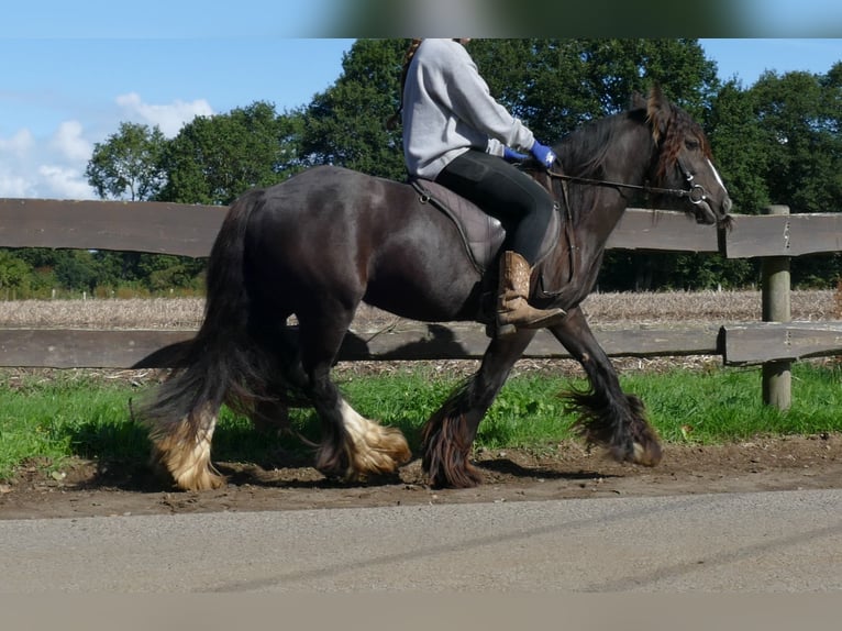 Cob Irlandese / Tinker / Gypsy Vanner Giumenta 3 Anni 134 cm Baio in Lathen