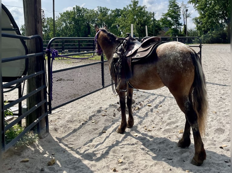 Cob Irlandese / Tinker / Gypsy Vanner Mix Giumenta 3 Anni 140 cm in New Holland, PA