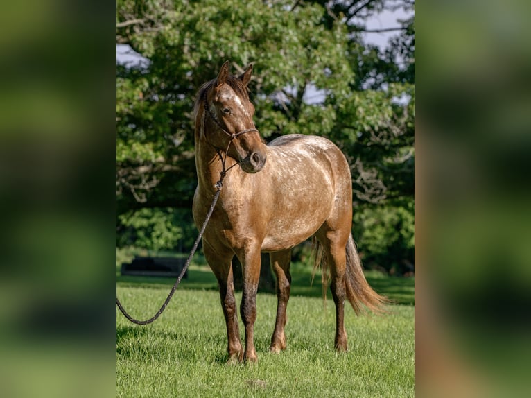 Cob Irlandese / Tinker / Gypsy Vanner Mix Giumenta 3 Anni 140 cm in New Holland, PA