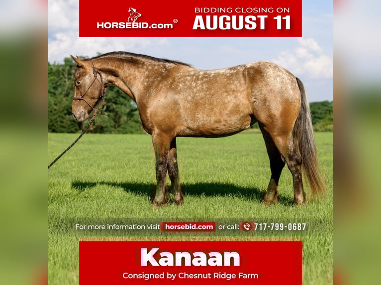 Cob Irlandese / Tinker / Gypsy Vanner Mix Giumenta 3 Anni 140 cm in New Holland, PA