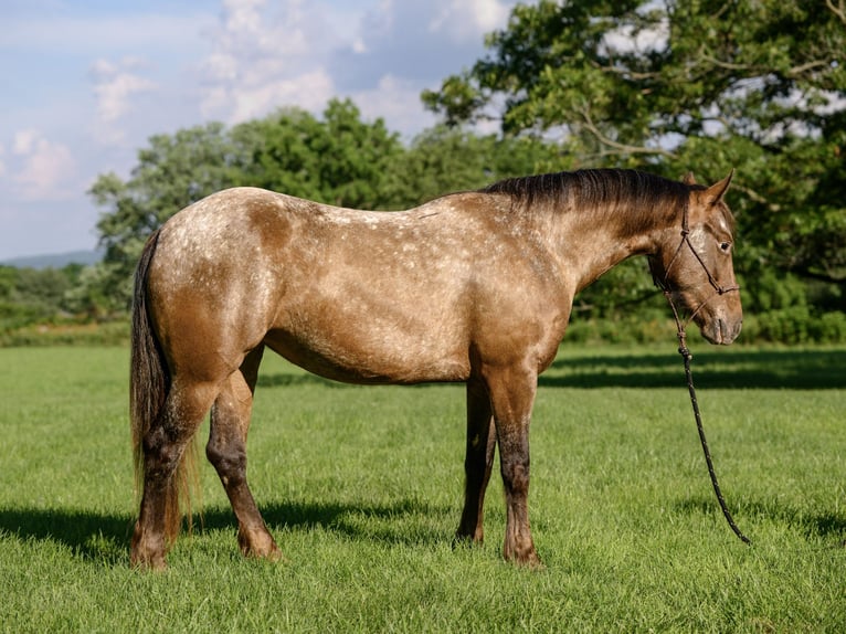Cob Irlandese / Tinker / Gypsy Vanner Mix Giumenta 3 Anni 140 cm in New Holland, PA