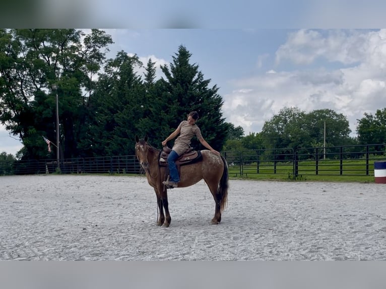 Cob Irlandese / Tinker / Gypsy Vanner Mix Giumenta 3 Anni 140 cm in New Holland, PA