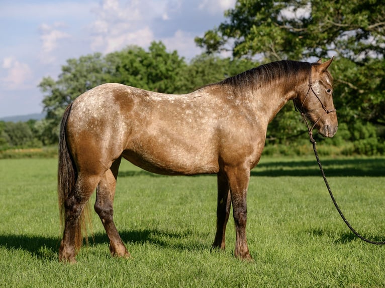 Cob Irlandese / Tinker / Gypsy Vanner Mix Giumenta 3 Anni 140 cm in New Holland, PA