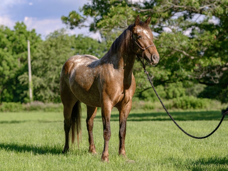 Cob Irlandese / Tinker / Gypsy Vanner Mix Giumenta 3 Anni 140 cm in New Holland, PA
