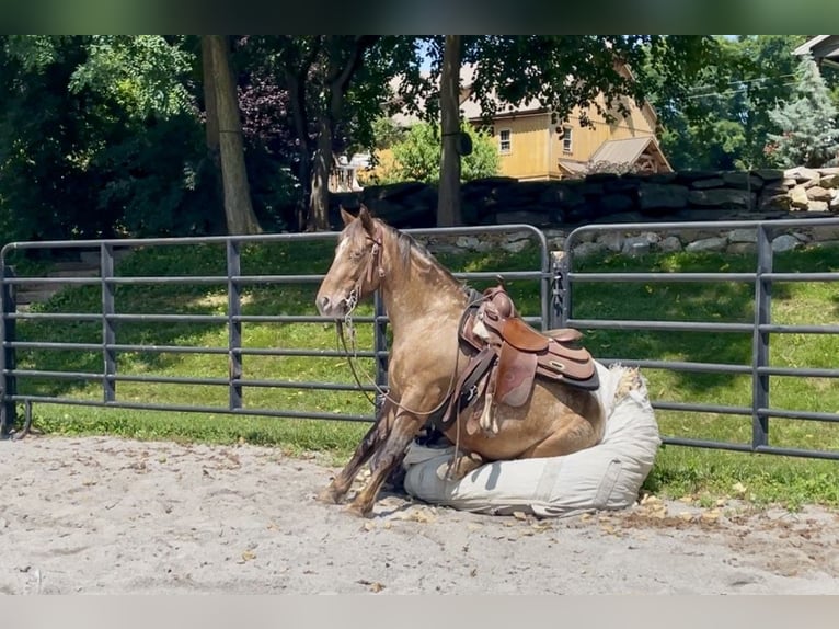 Cob Irlandese / Tinker / Gypsy Vanner Mix Giumenta 3 Anni 140 cm in New Holland, PA