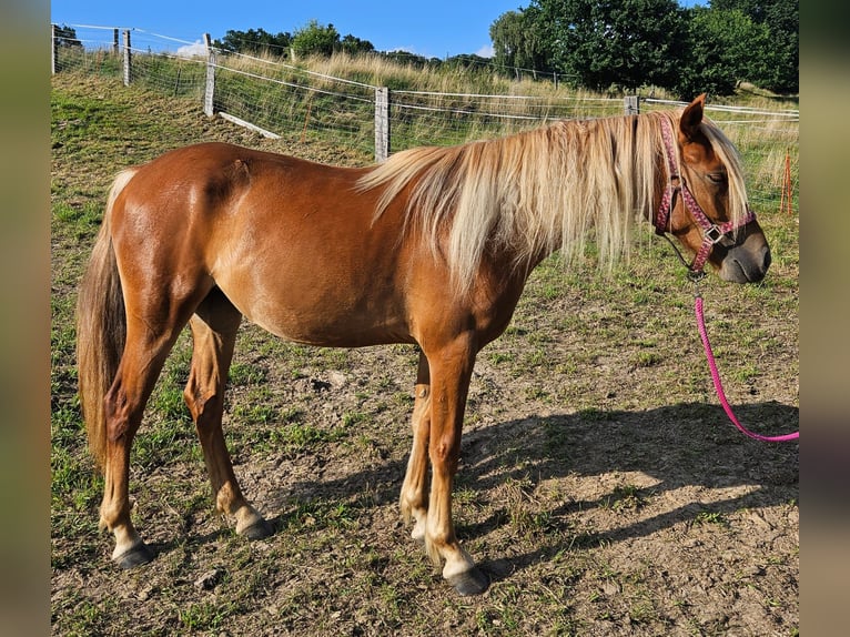 Cob Irlandese / Tinker / Gypsy Vanner Mix Giumenta 3 Anni 140 cm Sauro in Trendelburg