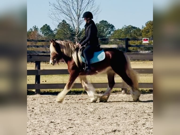 Cob Irlandese / Tinker / Gypsy Vanner Giumenta 3 Anni 140 cm Sauro scuro in Johnston
