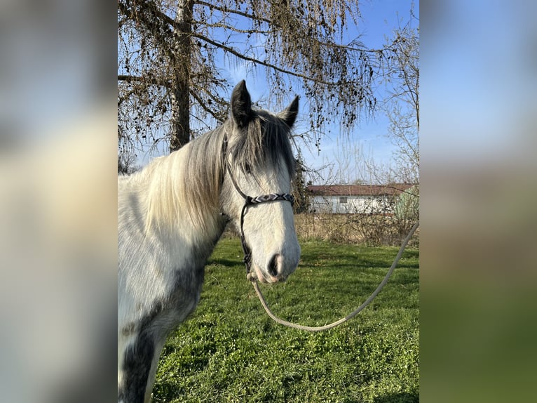 Cob Irlandese / Tinker / Gypsy Vanner Giumenta 3 Anni 145 cm Pezzato in Achstetten