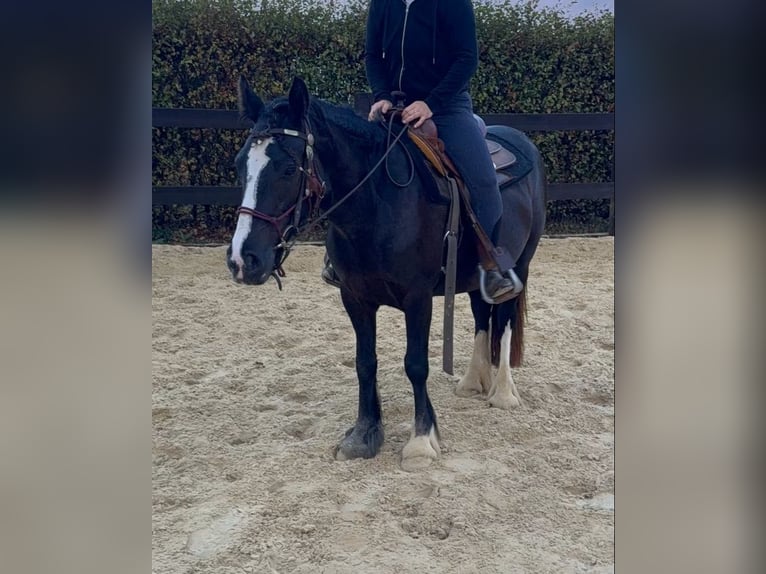 Cob Irlandese / Tinker / Gypsy Vanner Giumenta 3 Anni 147 cm Morello in Daleiden