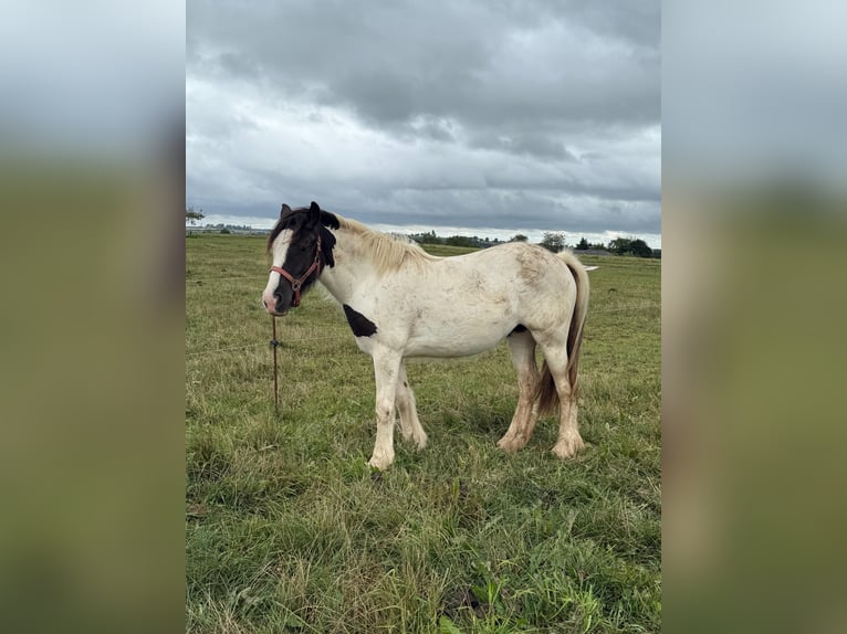 Cob Irlandese / Tinker / Gypsy Vanner Giumenta 3 Anni 147 cm Pezzato in Daleiden