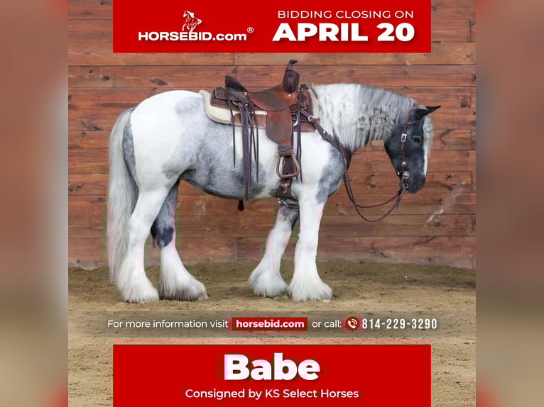 Cob Irlandese / Tinker / Gypsy Vanner Giumenta 3 Anni 147 cm Pezzato in Clarion